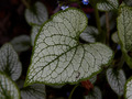 Brunnera macrophylla Jack Frost IMG_3920 Brunera wielkolistna